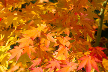 Naklejka na ściany i meble Autumn background with colored maple leaves. Yellow theme.