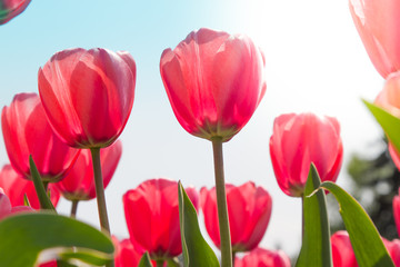 Red tulips. Floral background Spring atmosphere. Springtime