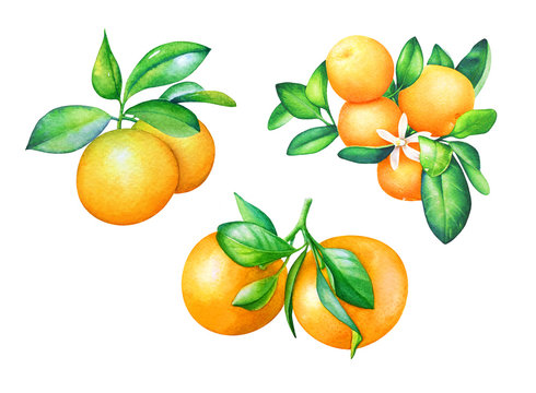 Watercolor collection of hand drawn orange fruits with green leaves