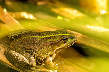 common water frog in a pond
