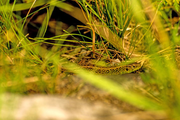 sand lizard hidden in green