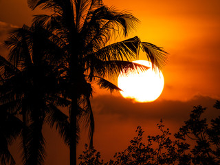The Silhouette Coconut Trees