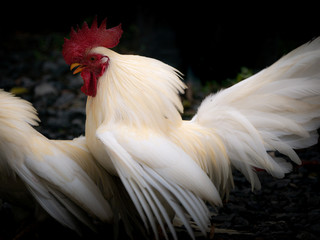 Battle between The Bantam Males