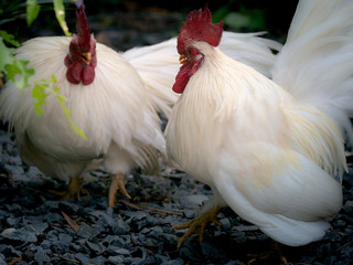 Bantam Prepare to Fight