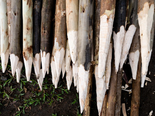 Eucalyptus Sticks cut The Ends to The Spikes