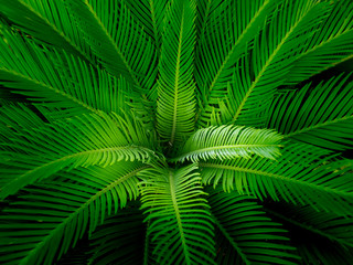 Naklejka na ściany i meble Center of The Leaf of Sago Palm