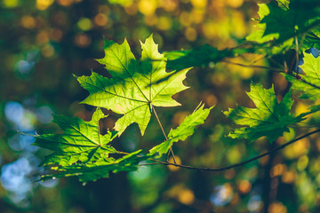 Green maple foliage