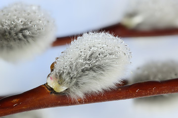 Fluffy catkins on a rainy day © Henri Koskinen