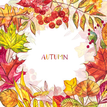 Autumn background with golden and red leaves with berries. Watercolor illustration.