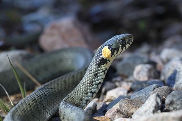 Grass snake, Natrix natrix