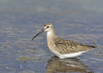 Curlew Sandpiper (Calidris ferruginea), Greece
