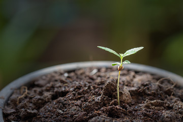 Baby cannabis plant. Vegetative stage of marijuana growing.