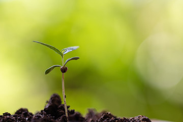 Baby cannabis plant. Vegetative stage of marijuana growing