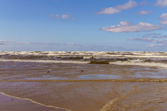 Fototapeta a windy day on the shore of the Gulf of Riga .Jurmala, Latvia -august, 2017.