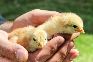 worker man holding newborn chicks