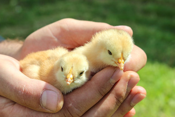 poultry, young chickens in the hands of farmer