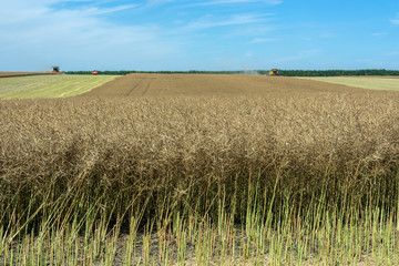 process of rape harvesting by harvesters. plants in reapers. truck unloading
