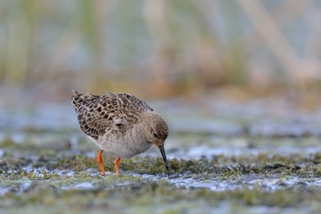 Ruff - Philomachus pugnax, Crete 