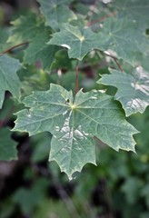 Fototapeta na wymiar Huge leaf