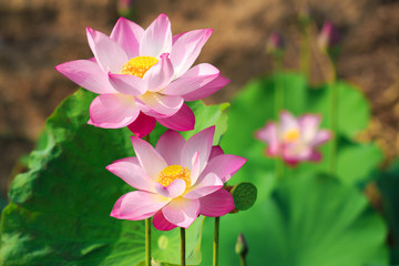 Obraz premium Beautiful pink lotus flower in blooming