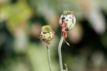 Opium poppy or Papaver somniferum or Breadseed poppy flower buds with dried leaves and cobweb in local garden on warm sunny day