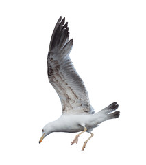 One seagull bird fly in the sky isolated