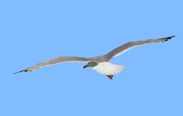 One seagull bird fly in the sky isolated