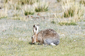Fauna of Tibet. Tibetan curly hare  (Lepus oiostolus) on the shore of lake Manasarovar