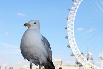 Seagull