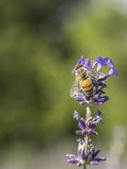 bee looking for pollen on a lavender flower