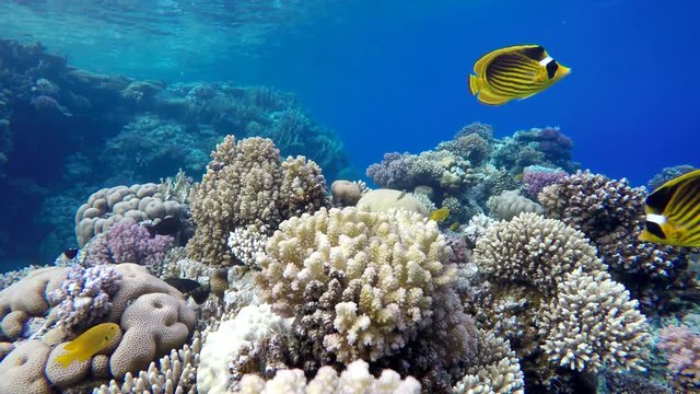 Life in the ocean. Tropical fish and coral reefs. Beautiful corals.
