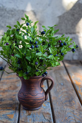 Blueberries. Bouquet of wild blueberry with berries in clay vase. Summer harvest. Copy space