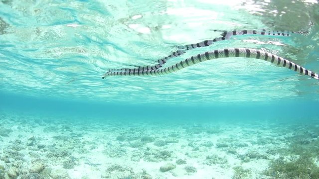 Banded Sea Krait Breathing at Surface of Pacific Ocean