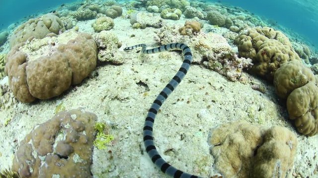 Banded Sea Krait Hunting on Shallow Reef