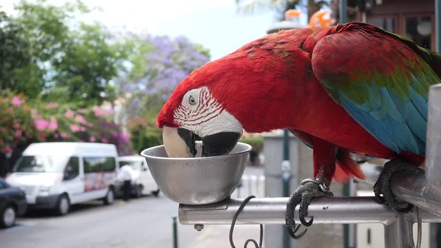 Beautiful Parrot eating some seeds.