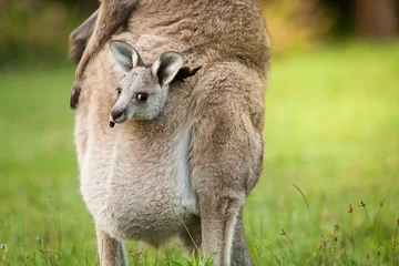 Poster Im Rahmen Ein australisches wildes Babykänguru in der vorderen Tasche einer Mutter, Nahaufnahme. © Natsicha