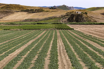 Sicily Landscape