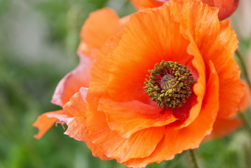 Pretty poppy flower with a lot of details 