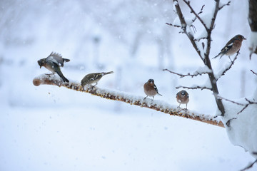 birds need food in winter conditions