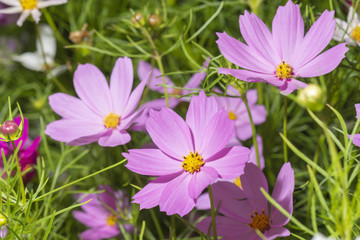 Fototapeta premium Rosa CBlütenmeer aus Cosmea voll ausgeblüht neben frischen Cosmea Knospen