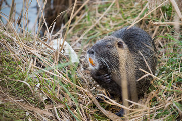 Copyu that scratches