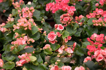 Fototapeta premium close up top view garden of vintage pink blooming Big Begonia flowers on green leafs background