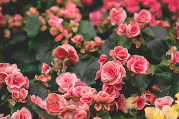 close up top view garden of vintage pink blooming Big Begonia flowers on green leafs background