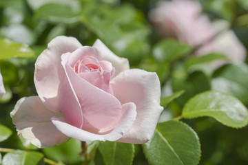 Aufblühende rosa Rosenblüte im Sonnenschein	￼