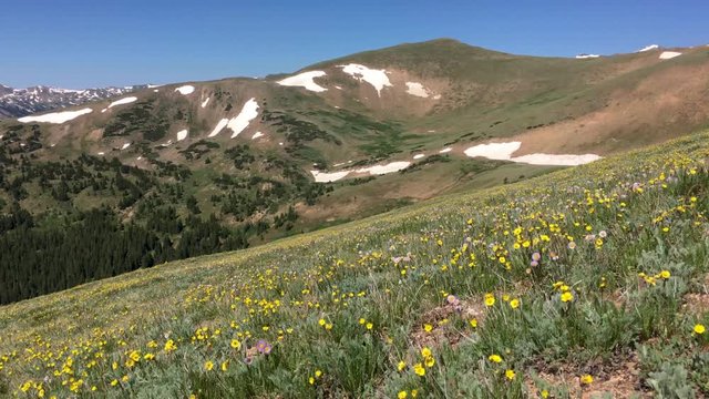 Wildflowers and flowers in Colorado Rockies national forest (view 3 of 3)