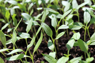 Pepper seedlings growing indoors for later moving in large outside garden