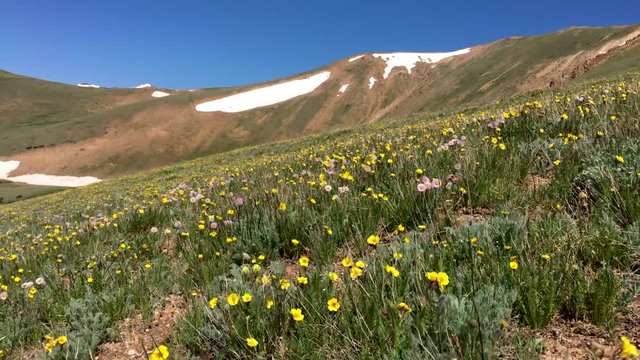 Wildflowers and flowers in Colorado Rockies national forest (view 2 of 3)