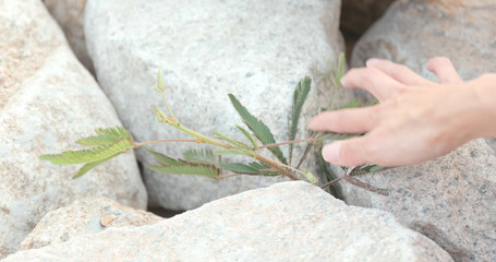 Woman hand touch on Mimosa pudica grass