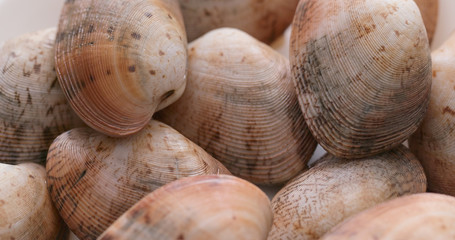 Fresh raw clam