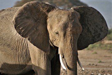 Słoń w parku Amboseli w Kenii - obrazy, fototapety, plakaty